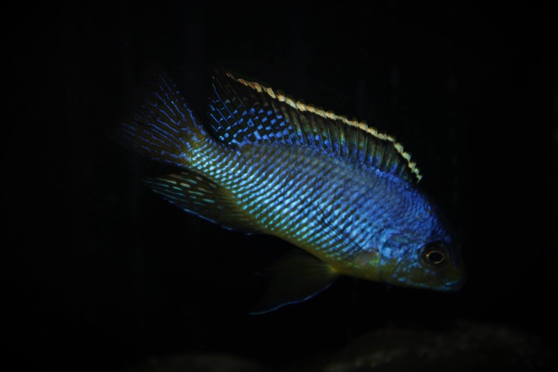 Protomelas sp. 'steveni imperial' Pombo Rocks